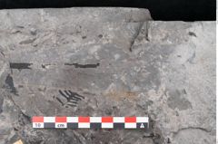 Foto (Detailansicht) von Pterophyllum longifolium Br. (NHMW-GEO-2024-0188-10646)